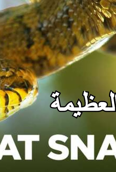 الافاعي العظيمة وثائقي اكثر الافاعي فتكا في العالم