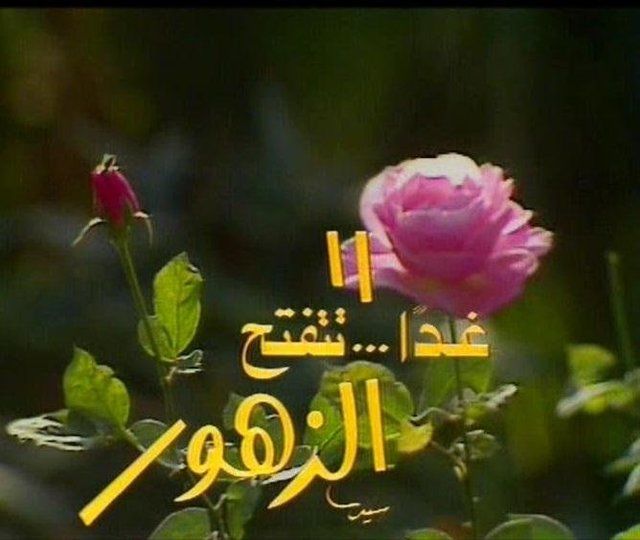غدا تتفتح الزهور