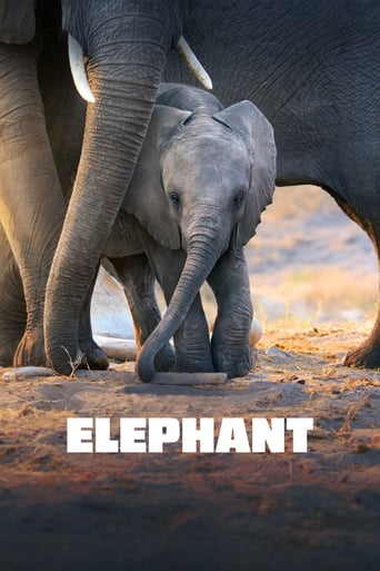  Elephant (2020)